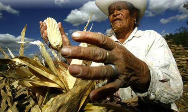 Defensa-del-maíz-y-hambre-de-justicia-610x362