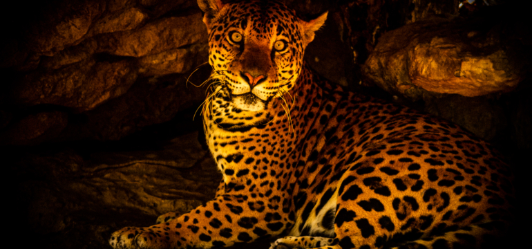 Balam-Jaguar