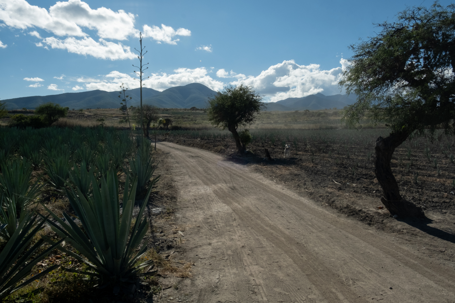 Matatlán declara: “cuando no había venta, hacíamos mezcal, y ahora que hay,  hacemos mezcal” – OM