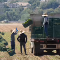 Comunidades oaxaqueñas están enlazadas con mercados laborales de Estados Unidos