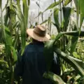El quiebre generacional amenaza la supervivencia de la milpa